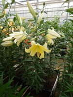 [4146 Serano No01.JPG]